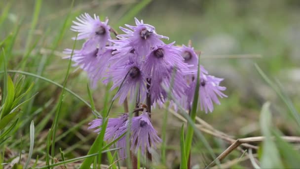 Sneeuwbel Soldanella Alpina Het Voorjaar Italiaanse Alpen — Stockvideo