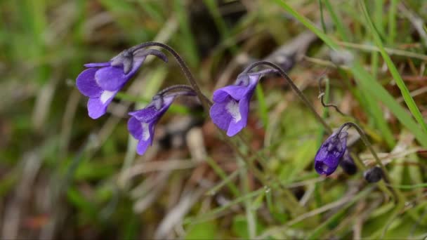 Flores Butterwort Alpino Pinguicola Alpina — Vídeos de Stock