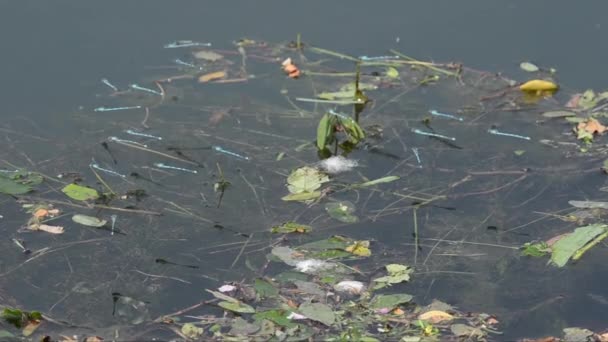 Damselfly Odonata Zigoptera Mannetjes Vliegen Het Water Damselfly Lestes Sponsa — Stockvideo