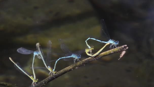 在池塘表面的耦合中的 Damselfly — 图库视频影像