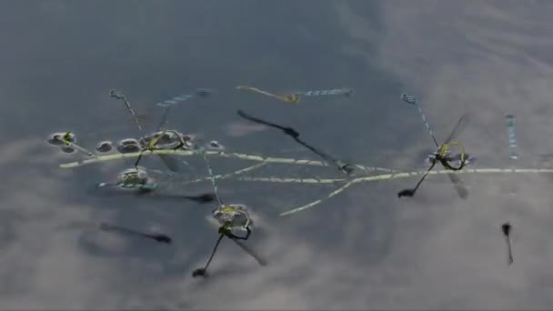 Damselfly en couplage à la surface d'un étang 