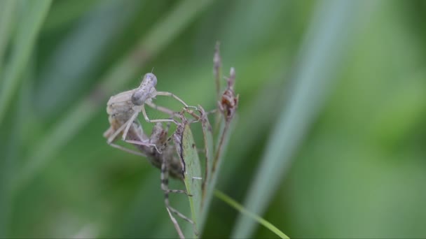 Zigoptera Erwachsen Exuviae Odonata Libelle — Stockvideo