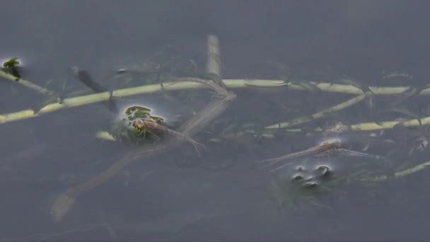 Damselfly Spojovacím Zařízení Povrchu Rybníka — Stock video