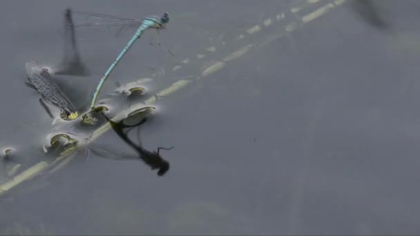 Damselfly en couplage à la surface d'un étang 