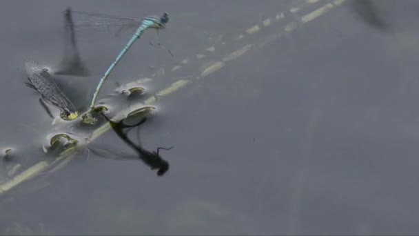 Damselfly Acoplamento Superfície Uma Lagoa — Vídeo de Stock