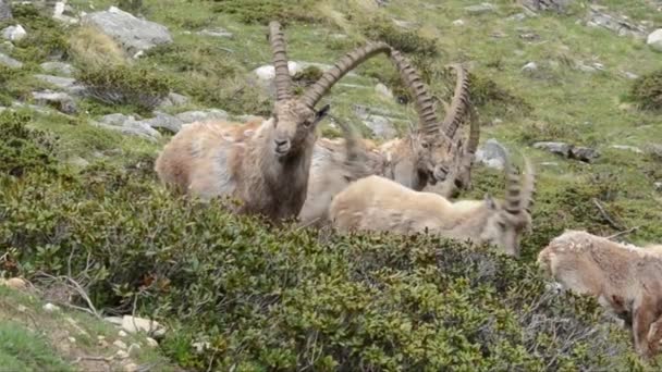 Ibexes はグラン パラディソ国立公園の小道を進んでいます — ストック動画