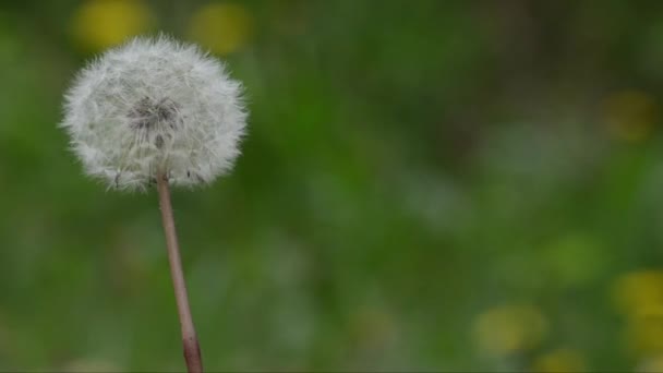 Dandelion 种子的球状头 通过风传播种子 — 图库视频影像