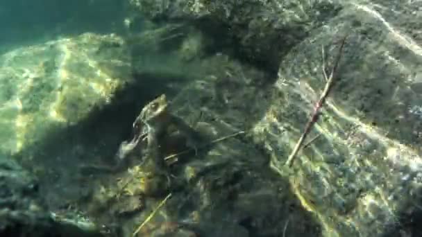 Žába Vodě Bufo Bufo — Stock video