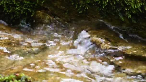 Salamander Schwimmt Bach Salamandra Salamandra Unter Wasser — Stockvideo