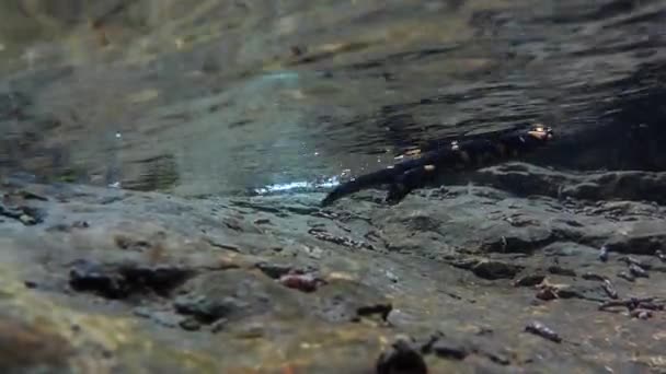 Salamander Płodzi Potoku Salamandra Salamandra Pod Wodą — Wideo stockowe