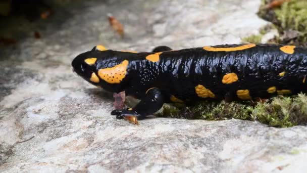 Salamander Schwimmt Bach Salamandra Salamandra Unter Wasser — Stockvideo