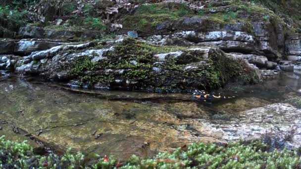 クリーク Salamandra Salamandra で泳ぐサンショウウオ — ストック動画