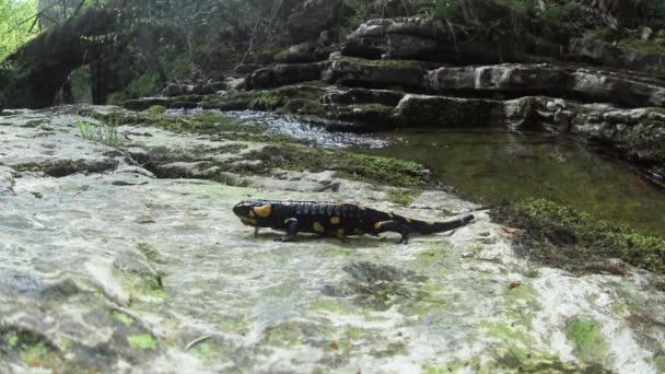 Salamander Schwimmt Bach Salamandra Salamandra Unter Wasser — Stockvideo