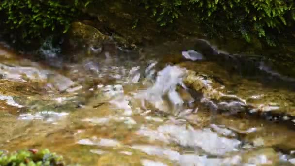 Саламандра Плавает Ручье Salamandra Salamandra — стоковое видео
