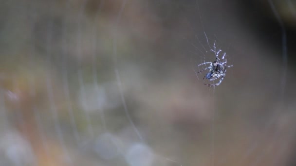 Primer Plano Araña Web Bosque — Vídeo de stock