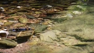 semender bir dere (Salamandra salamandra) sualtı yüzer