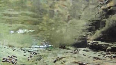 semender bir dere (Salamandra salamandra) sualtı yüzer