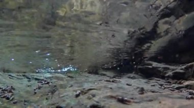 semender bir dere (Salamandra salamandra) sualtı yüzer