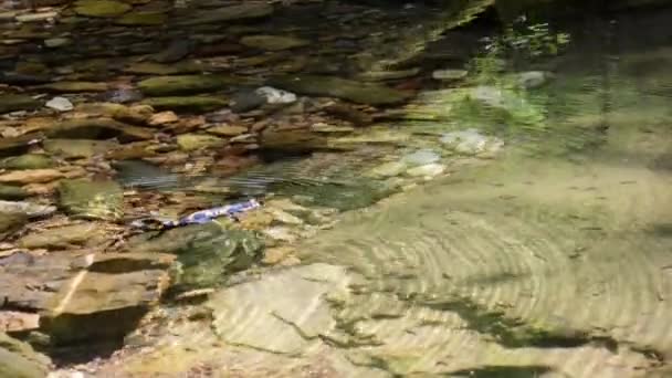 Salamandra Nada Riacho Salamandra Salamandra Subaquático — Vídeo de Stock