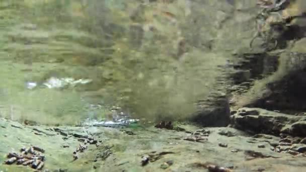 Salamander Schwimmt Bach Salamandra Salamandra Unter Wasser — Stockvideo