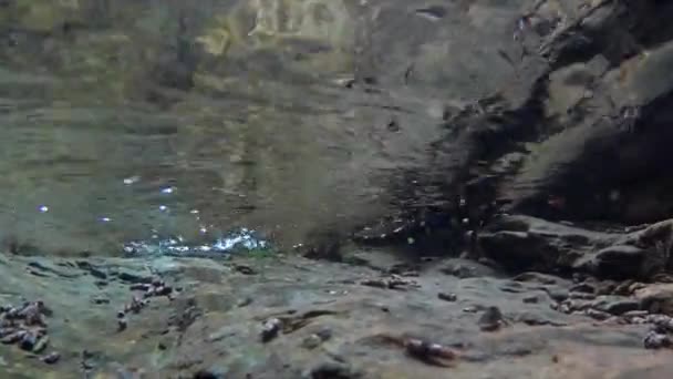 Salamander Zwemt Een Kreek Salamandra Salamandra Onderwater — Stockvideo