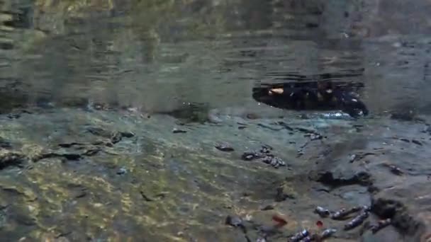 Salamander Schwimmt Bach Salamandra Salamandra Unter Wasser — Stockvideo
