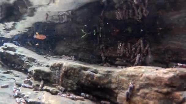 Salamander Simmar Bäck Salamandra Salamandra Vattnet — Stockvideo