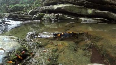 semender bir dere (Salamandra salamandra) sualtı yüzer