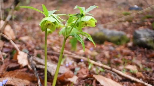 Hellebore Verde Helleborus Viridis Dolly — Vídeos de Stock