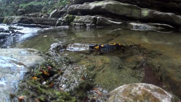 Salamandra Nada Arroyo Salamandra Salamandra Bajo Agua — Vídeos de Stock