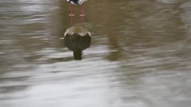 Szczudła Pospolita Himantopus Himantopus Stawie — Wideo stockowe