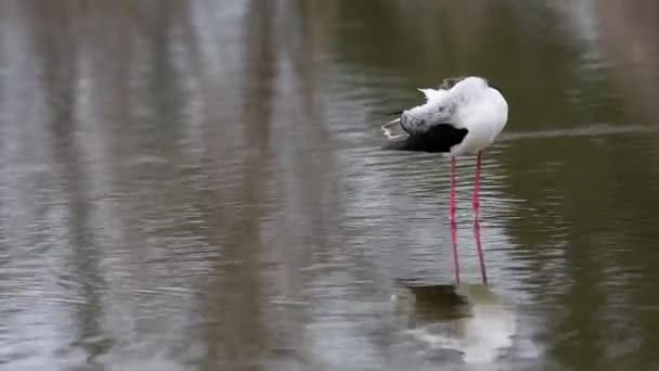 Himantopus Himantopus Μαύρο Φτερωτό Στιπλ Κοινό Στιπλ Στη Λιμνούλα — Αρχείο Βίντεο