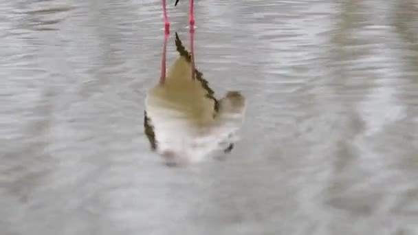 Himantopus Himantopus Feketefejű Gólyatöcs Közönséges Gólyatöcs Éjjel Reflexió — Stock videók