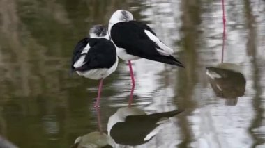  Himantopus himantopus, siyah kanatlı ayaklı, ortak ayaklı, 