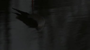  Himantopus himantopus, siyah kanatlı ayaklı, ortak ayaklı, gece