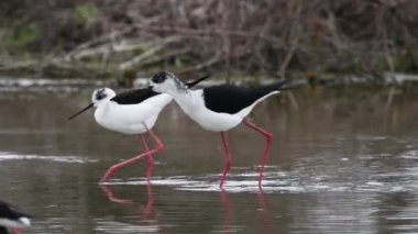 yağmur altında stilt, Himantopus himantopus, siyah kanatlı ayaklık, ortak stilt,