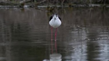 yağmur altında stilt, Himantopus himantopus, siyah kanatlı ayaklık, ortak stilt,
