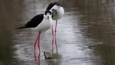 yağmur altında stilt, Himantopus himantopus, siyah kanatlı ayaklık, ortak stilt,