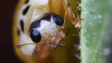 Salamander bir dere (Salamandra salamandra yüzüyor)