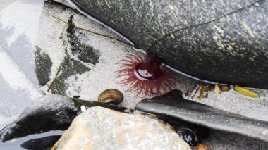 Boncuk Anemon (Actinia equina) deniz kıyısı, Shetland,