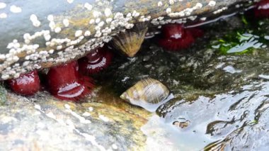 Boncuk Anemon (Actinia equina) deniz kıyısı, Shetland,