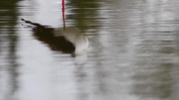 Himantopus Himantopus Trampoli Alato Nero Trampoli Comune Riflesso — Video Stock