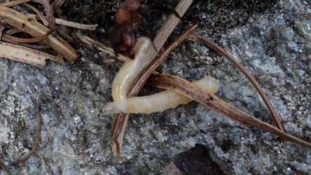 Presa Predação Formigas Vermelhas Formica Rufa Fora Formigueiro Parque Nacional — Vídeo de Stock