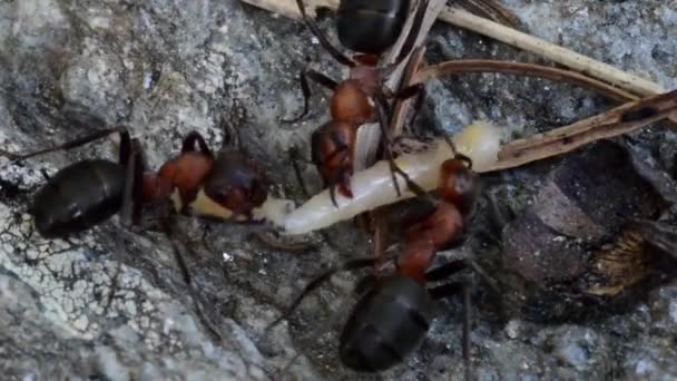 Beute Raubtiere Rote Ameisen Formica Rufa Aus Dem Ameisenhaufen Nationalpark — Stockvideo