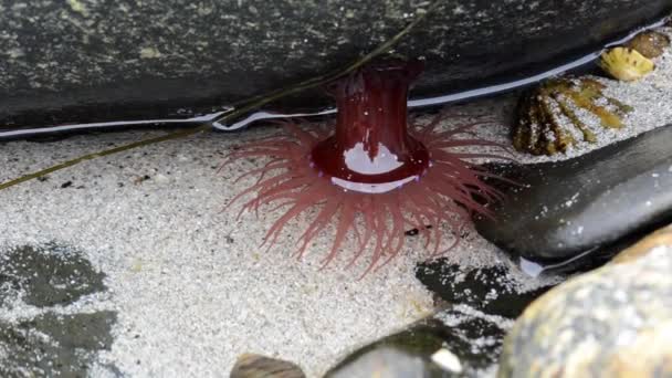 Perlenanemone Actinia Equina Meeresküste Shetland — Stockvideo