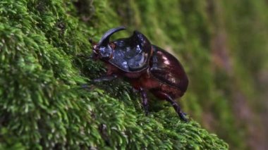 gergedan böceği, Misk, coleoptera Oryctes nasicornis