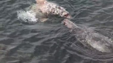 Mühür, ortak mühür, Phoca vitulina, yüzmek, combact