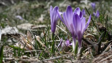crocus, Iridaceae ailesi, Crocus sativus, pistils, flower, stamens, Cogne, Gran paradiso Ulusal Parkı, İtalya