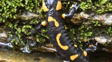 Salamander bir dere (Salamandra salamandra yüzüyor)