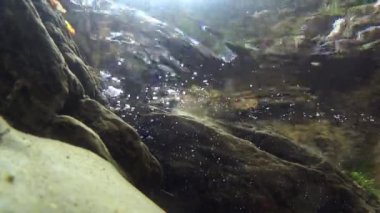 Salamander bir dere (Salamandra salamandra yüzüyor)